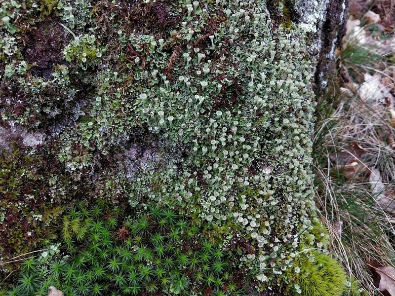 Cup Lichen photo 3