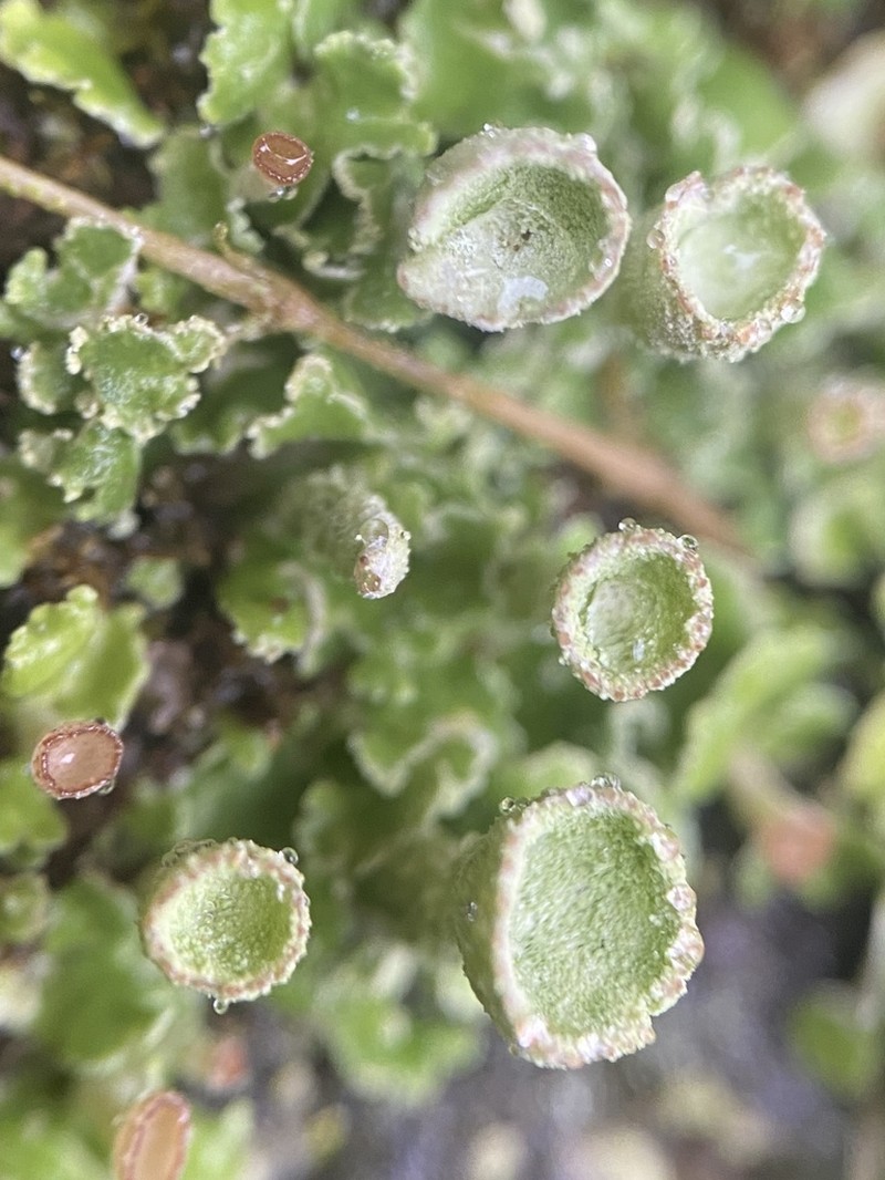 Cup Lichen photo 4