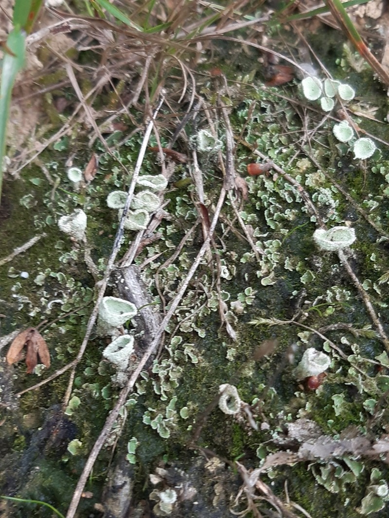 Cup Lichen photo 5