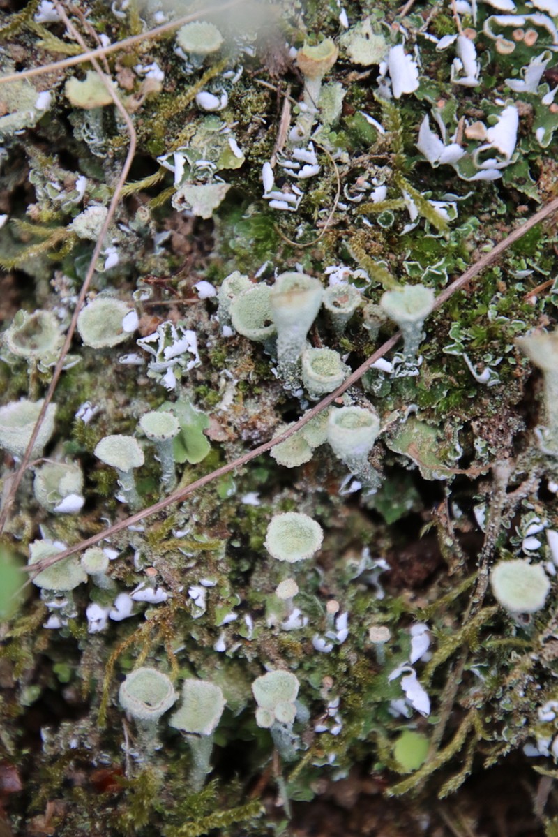 Cup Lichen photo 6
