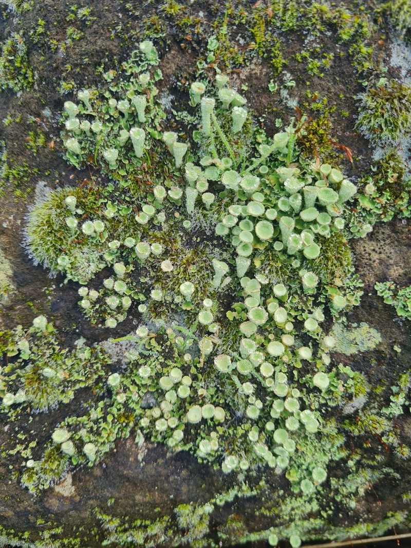 Cup Lichen photo 7