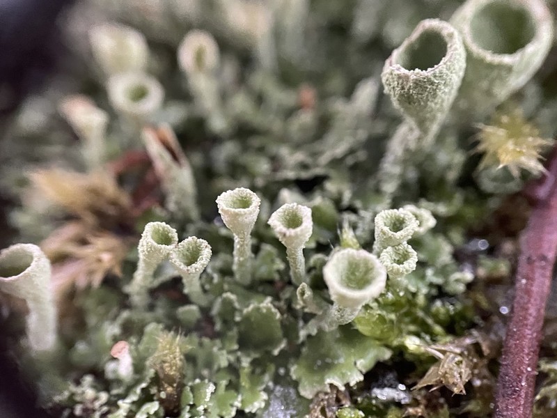 Cup Lichen photo 8