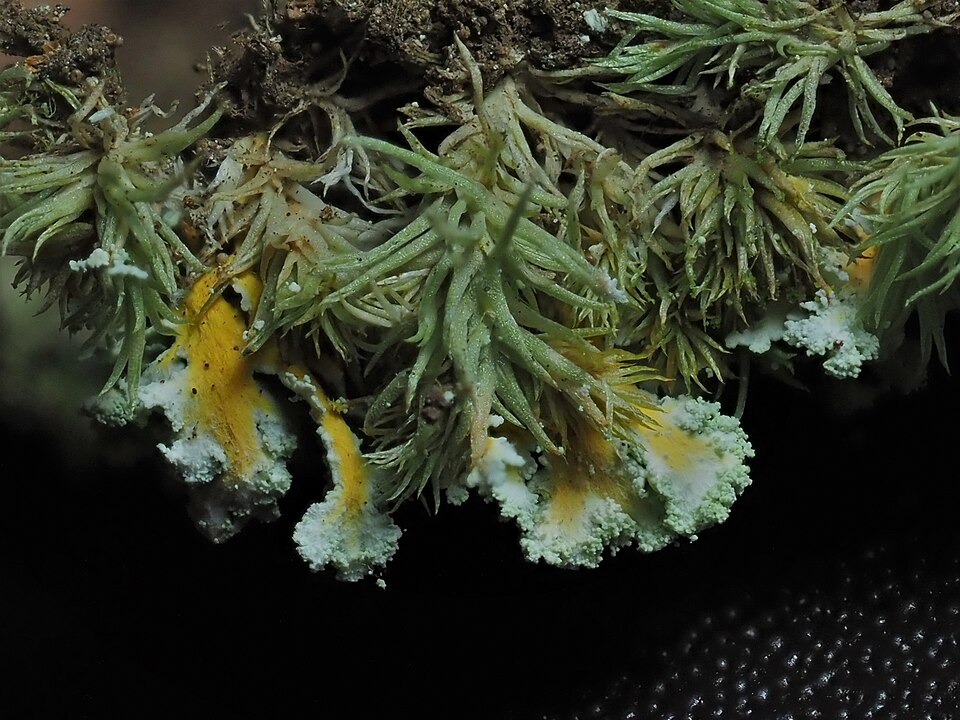 Cup Lichen