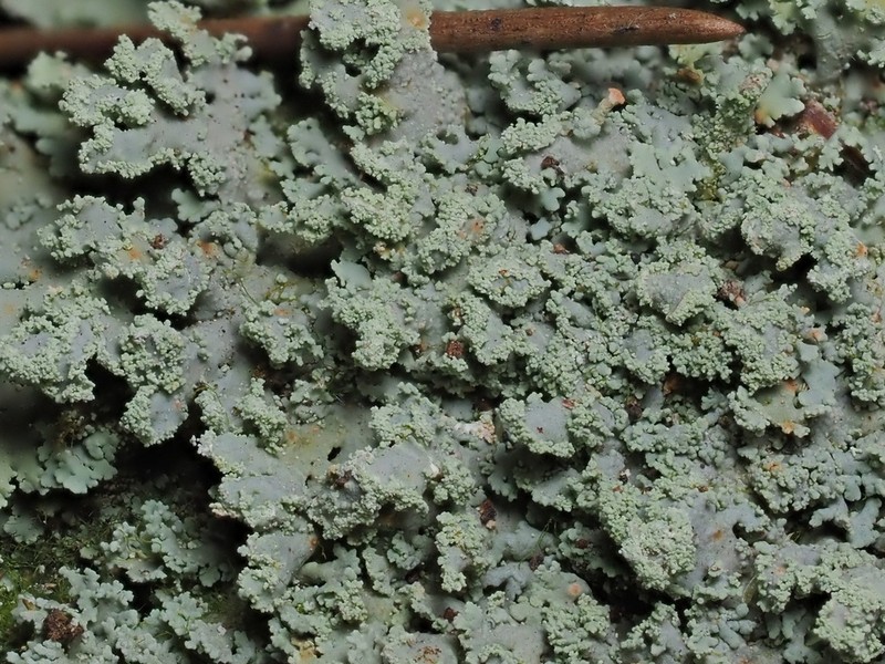 Cup Lichen