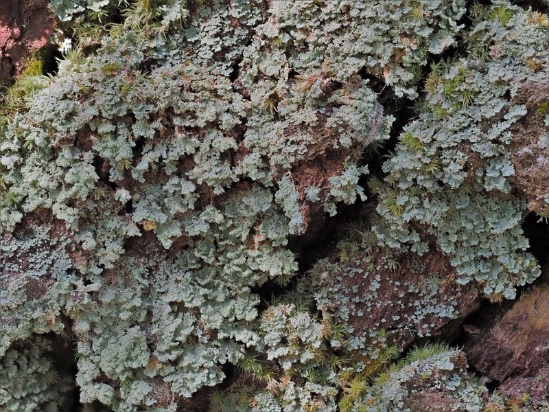Cup Lichen photo 3