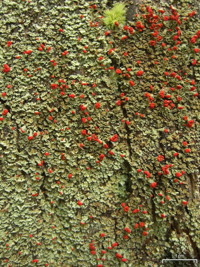 Cup Lichen