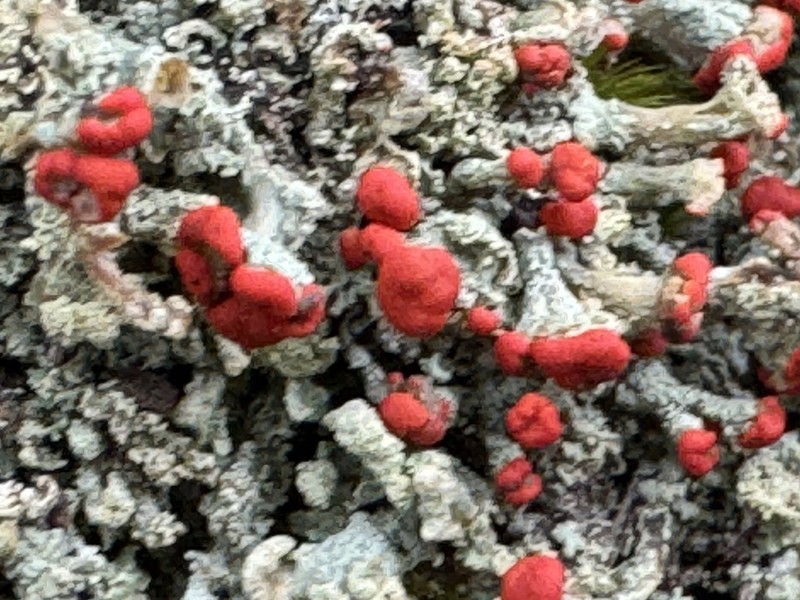 Cup Lichen