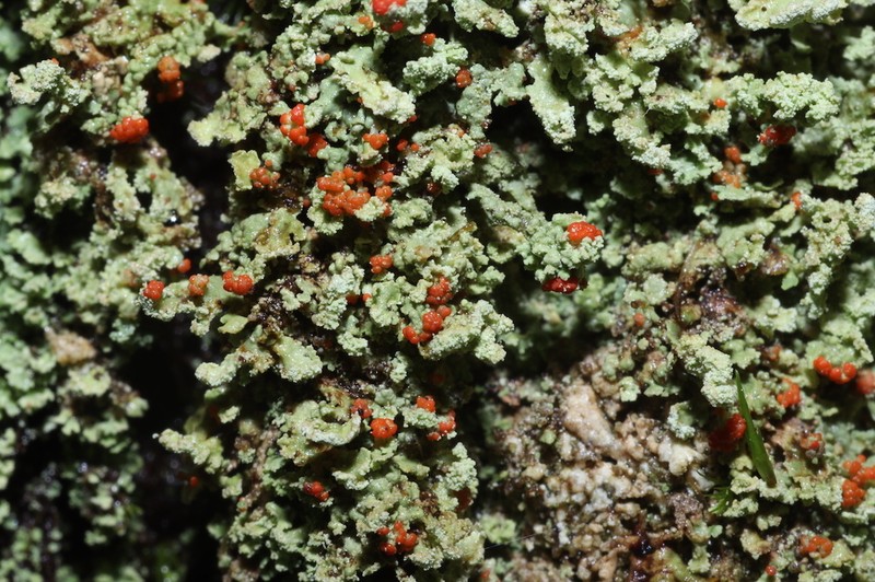 Cup Lichen photo 2