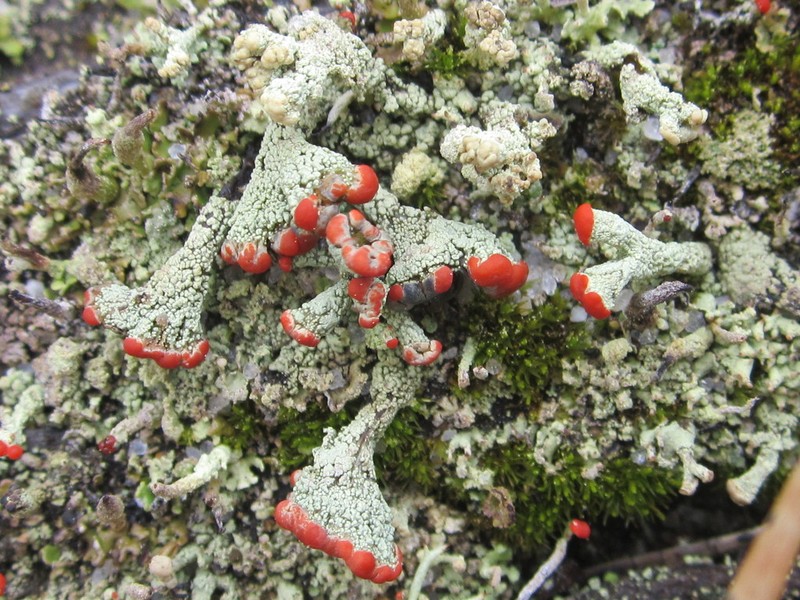 Cup Lichen photo 3
