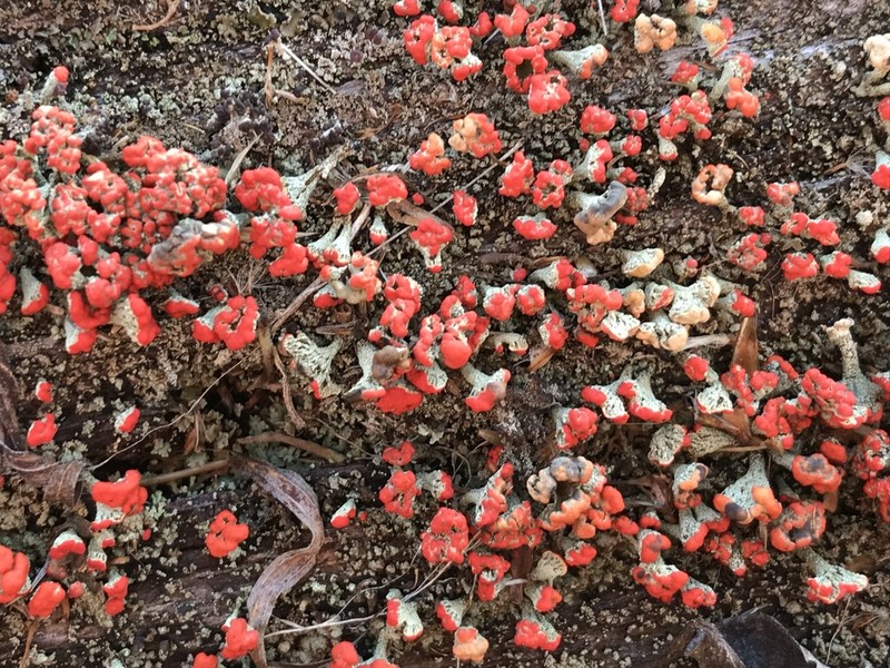 Cup Lichen photo 4