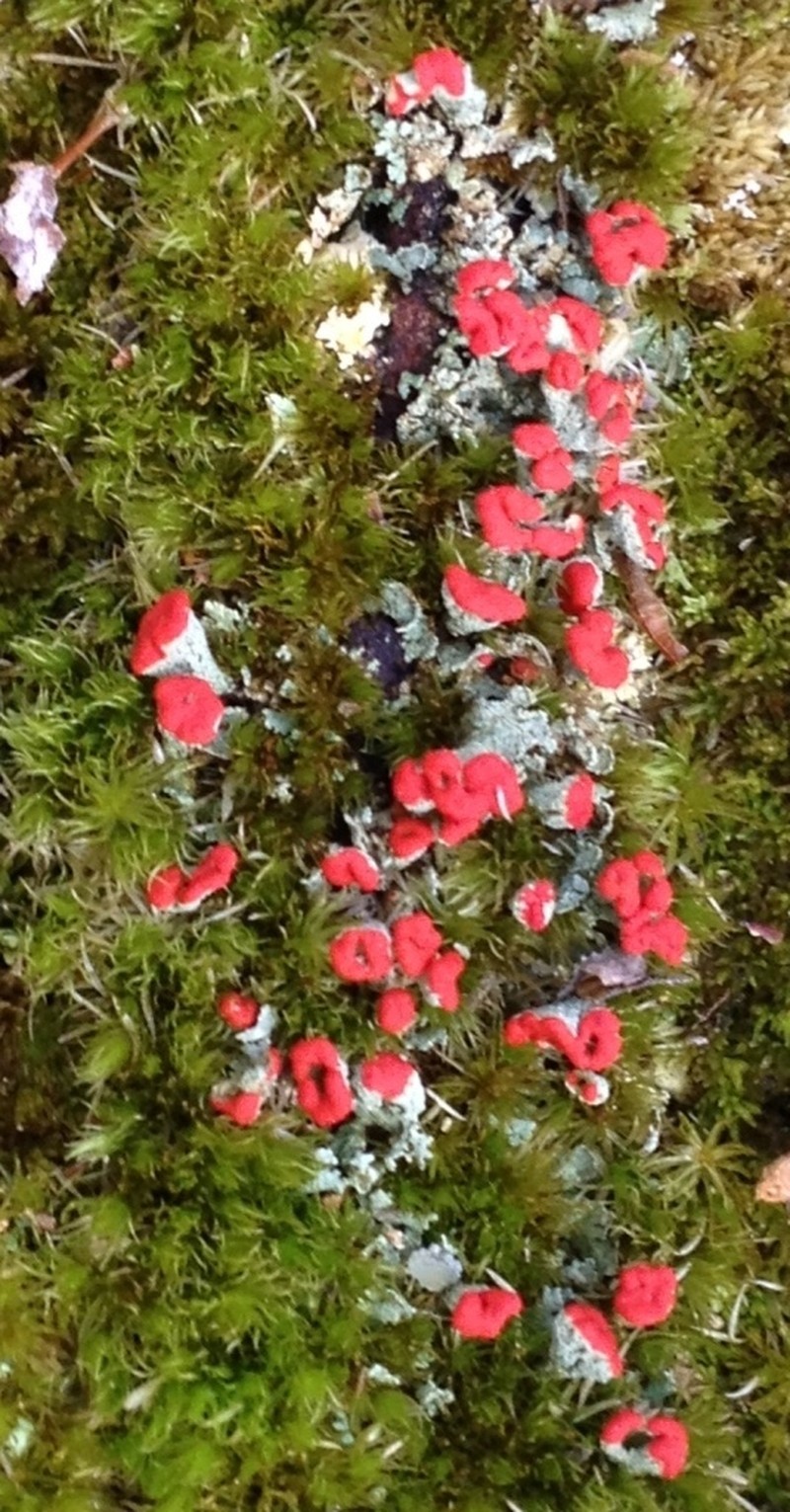 Cup Lichen photo 5