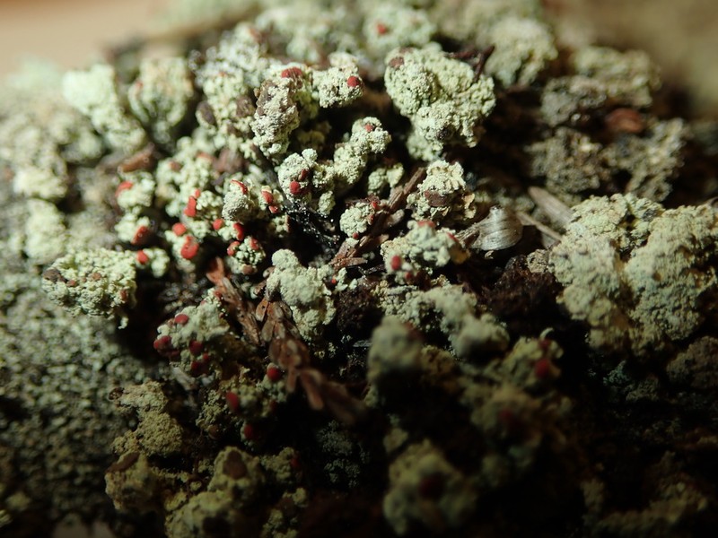 Cup Lichen photo 6
