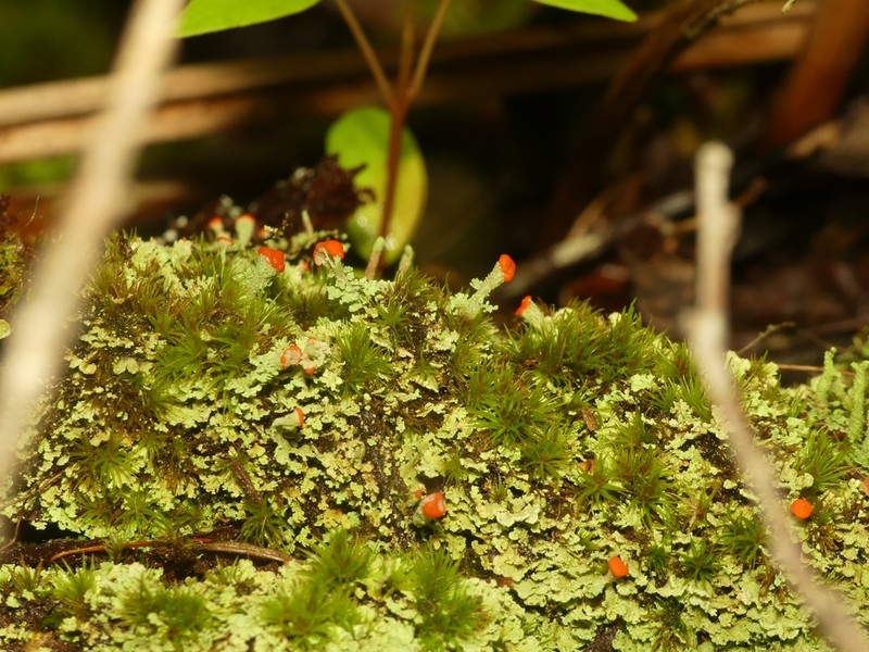 Cup Lichen photo 7