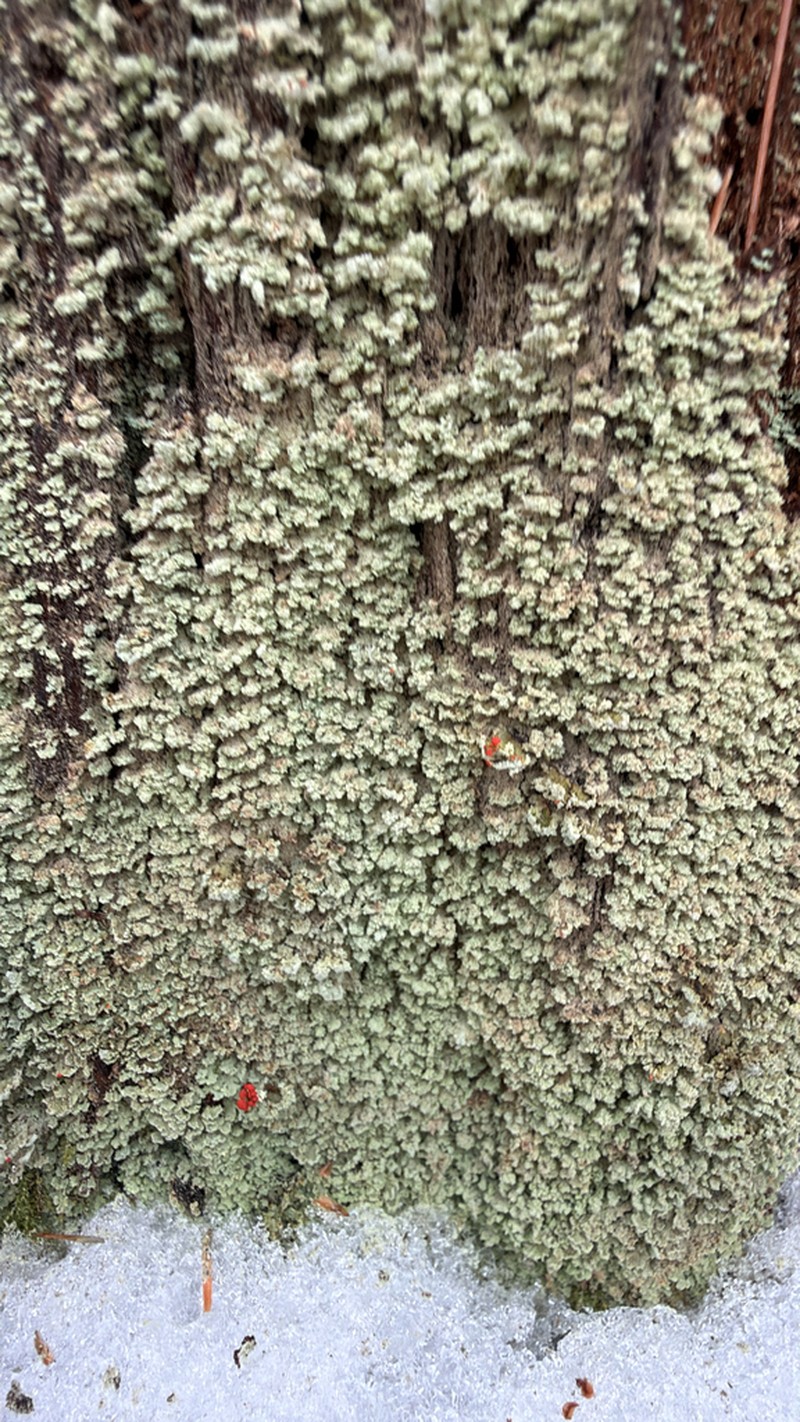 Cup Lichen photo 8