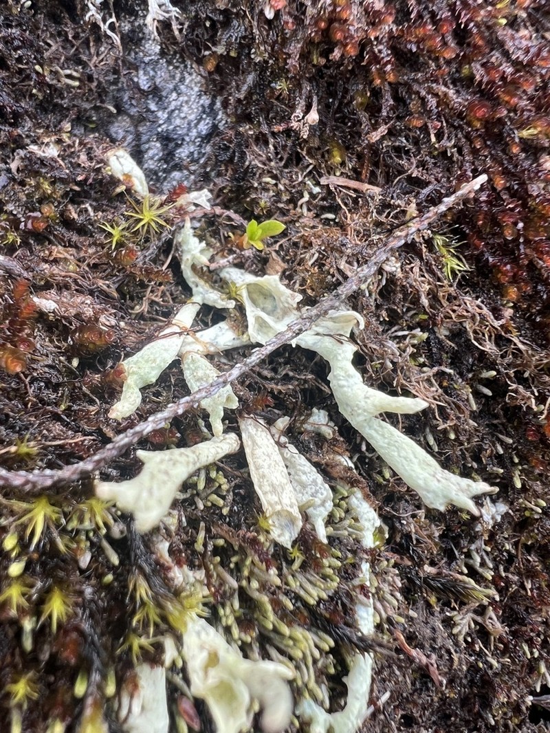 Kanewsk's Cup Lichen
