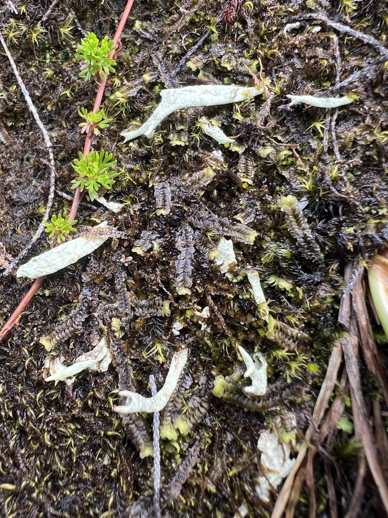 Kanewsk's Cup Lichen photo 2