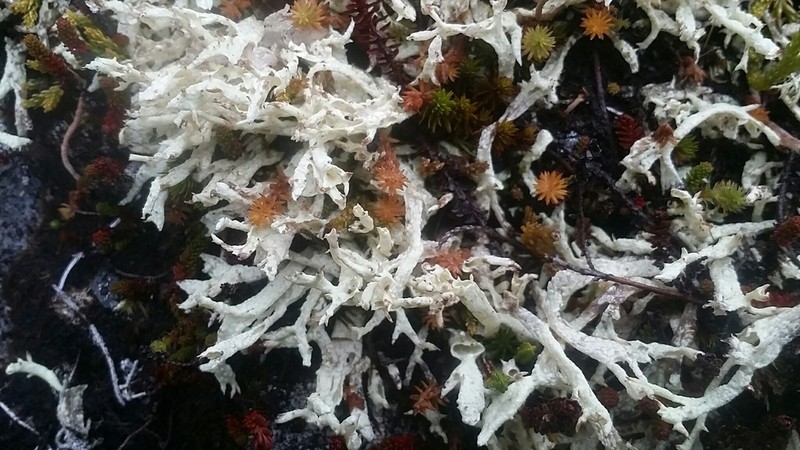 Kanewsk's Cup Lichen photo 3