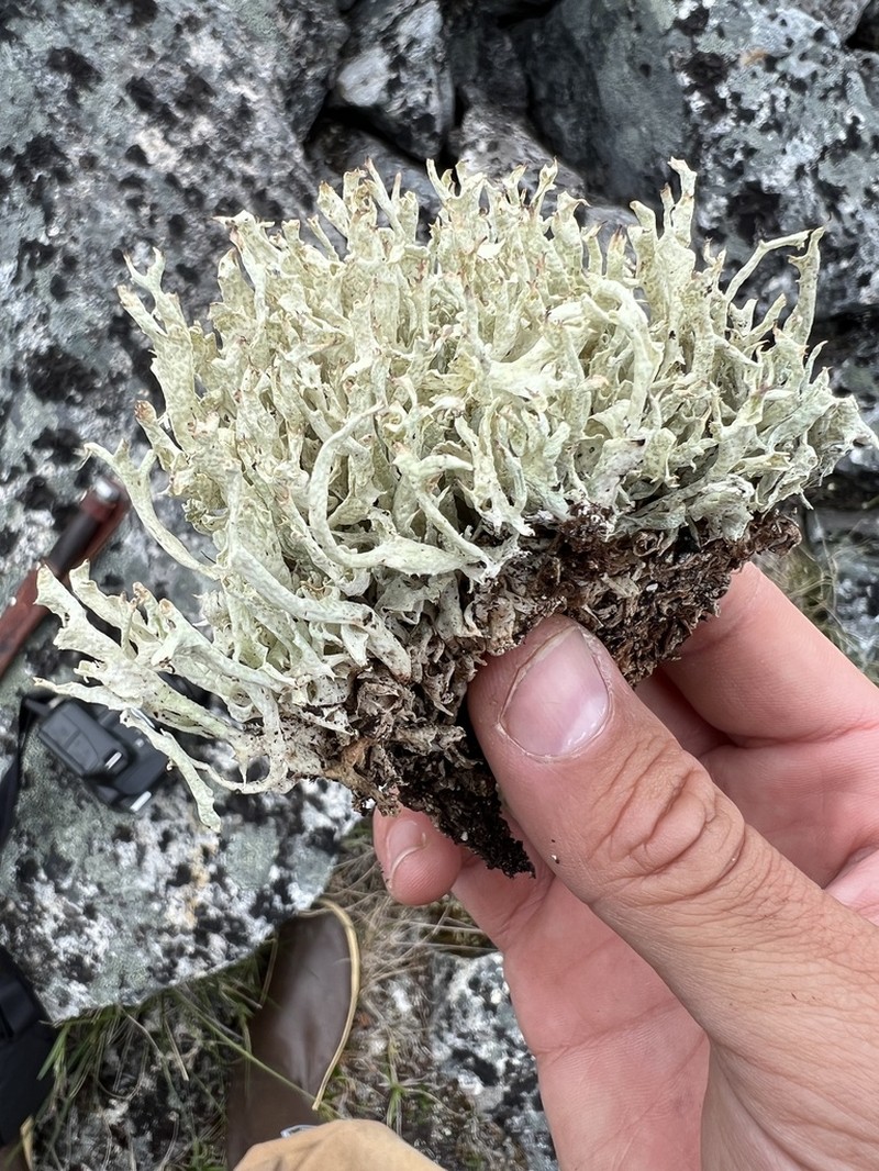 Kanewsk's Cup Lichen photo 4