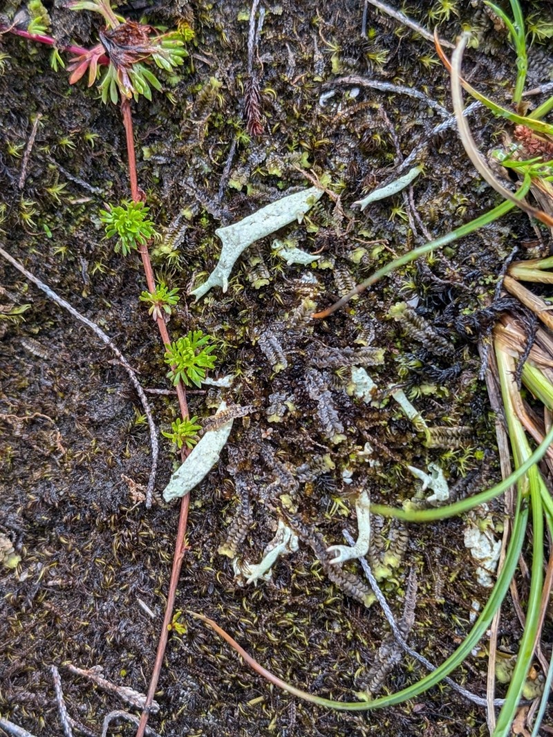 Kanewsk's Cup Lichen photo 5