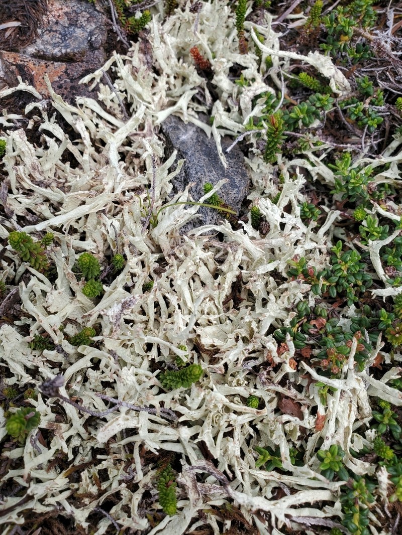 Kanewsk's Cup Lichen photo 6