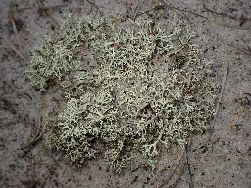 Labrador Cup Lichen