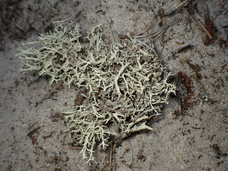 Labrador Cup Lichen photo 3