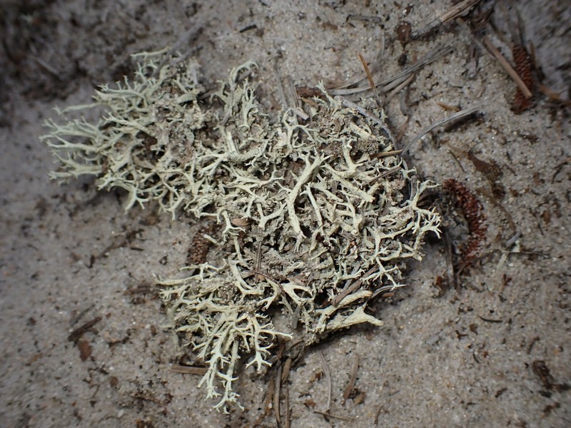 Labrador Cup Lichen photo 4