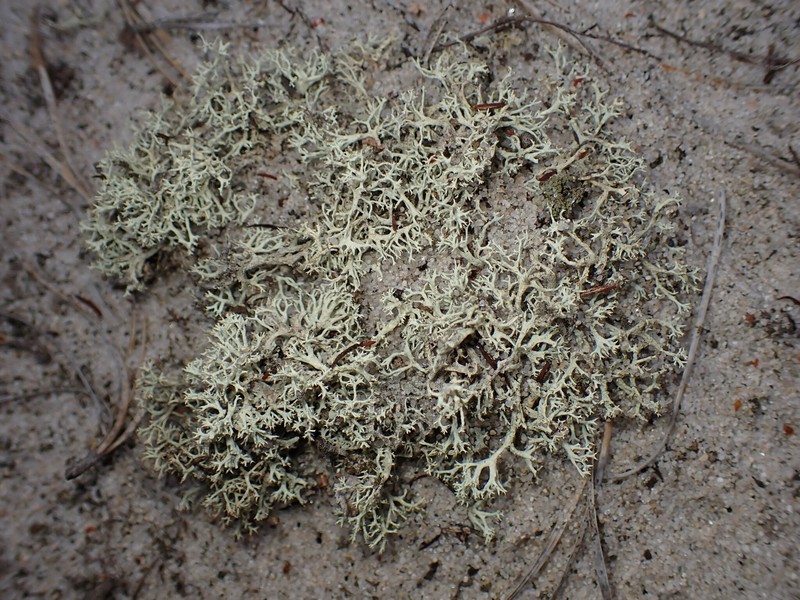 Labrador Cup Lichen photo 5