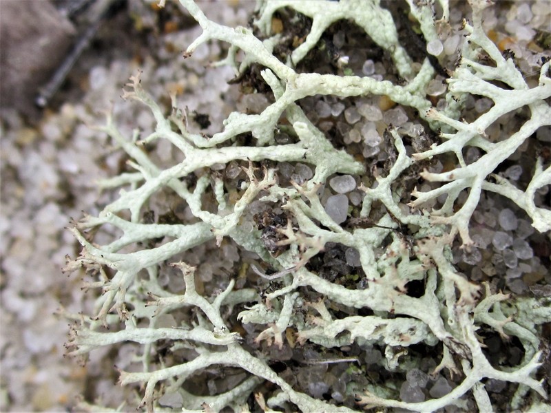 Labrador Cup Lichen photo 6