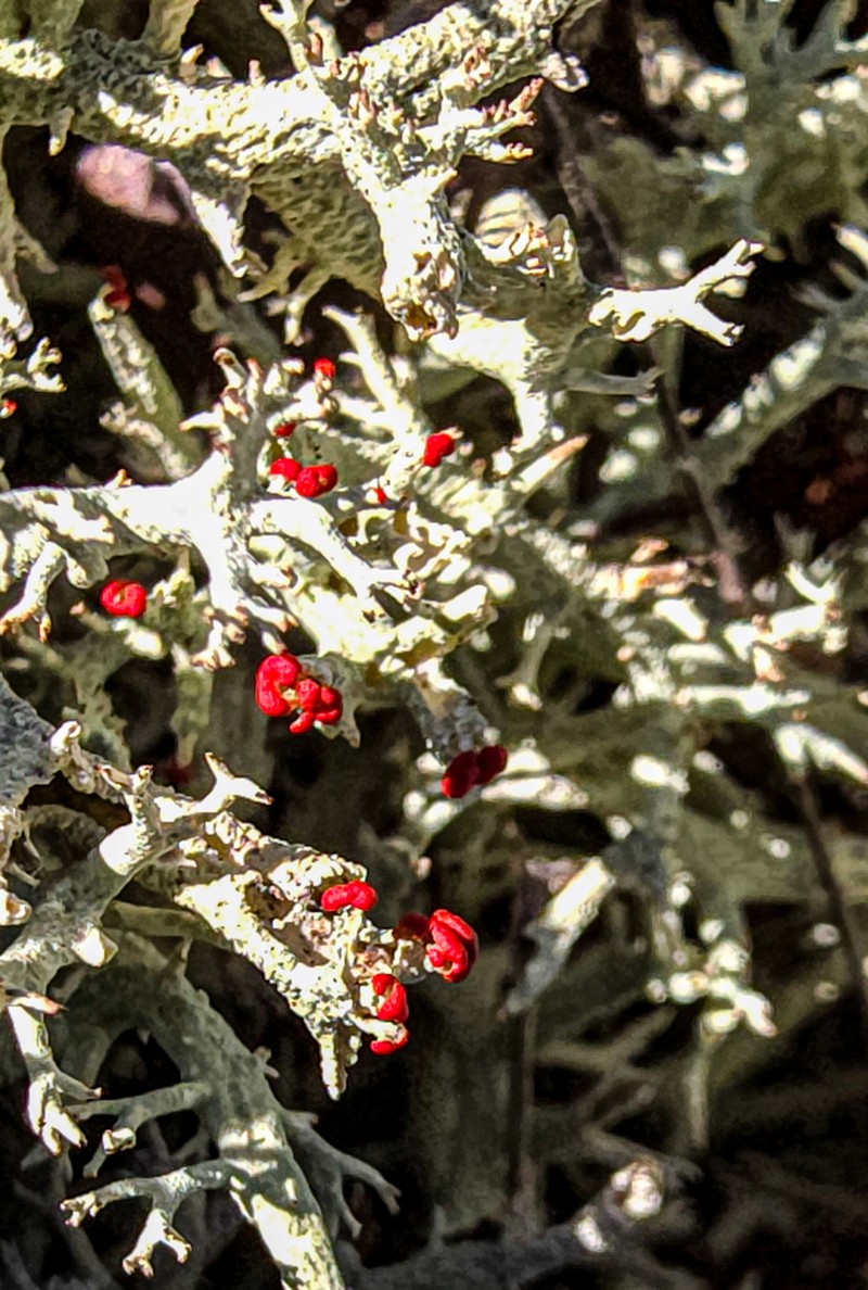 Cup Lichen