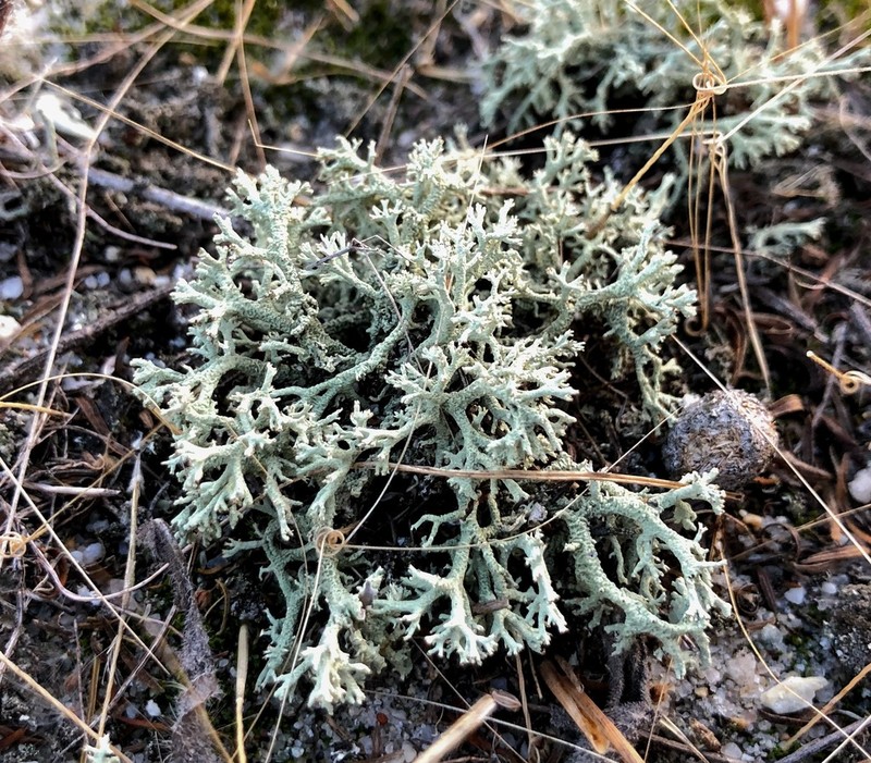 Cup Lichen photo 2