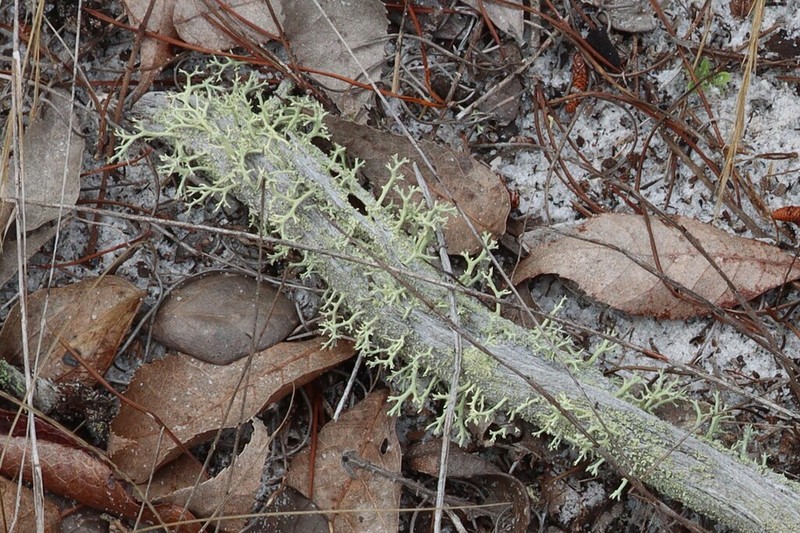 Cup Lichen photo 3