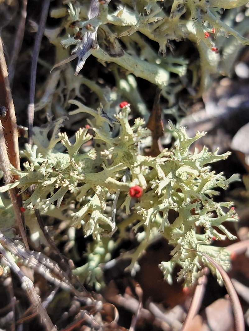 Cup Lichen photo 4