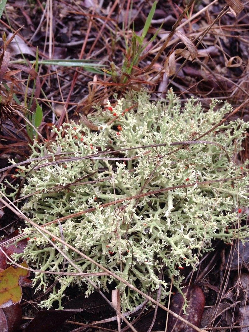Cup Lichen photo 5