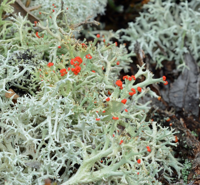 Cup Lichen photo 6