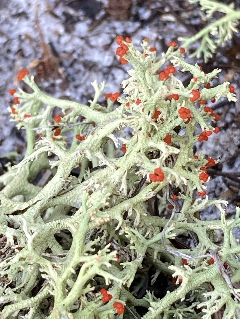 Cup Lichen photo 7