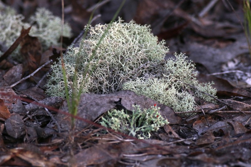 Cup Lichen photo 8