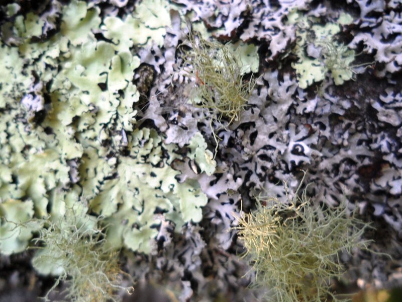 Cup Lichen