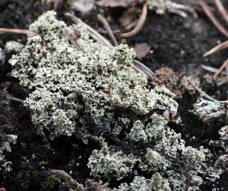 Cup Lichen