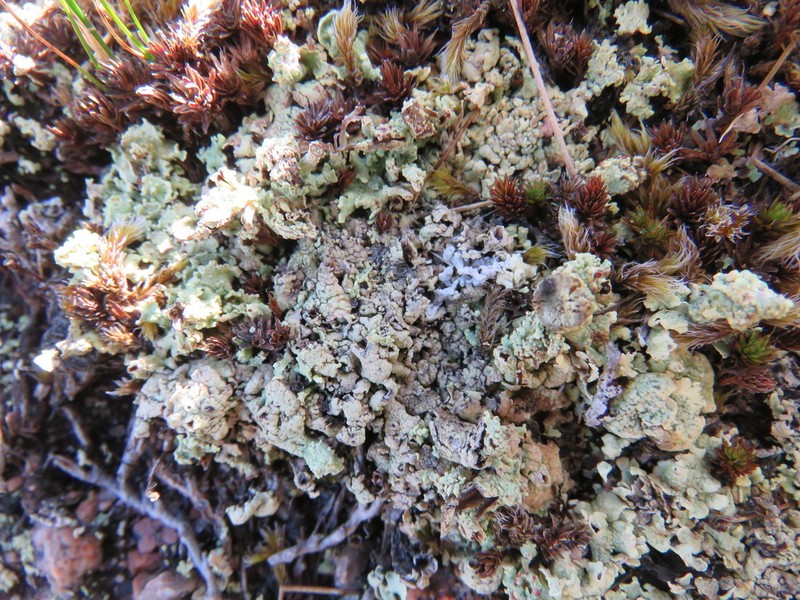 Cup Lichen photo 2