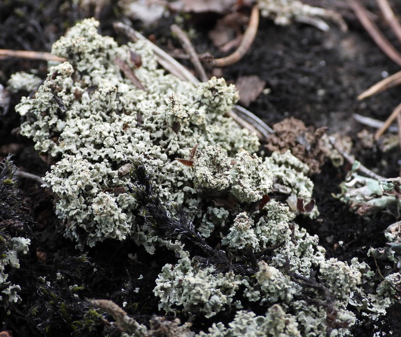 Cup Lichen photo 3