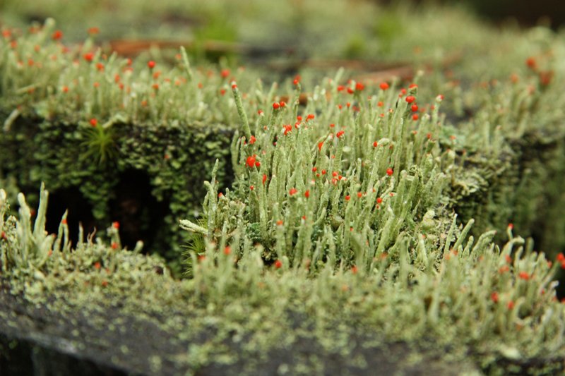 Cup Lichen