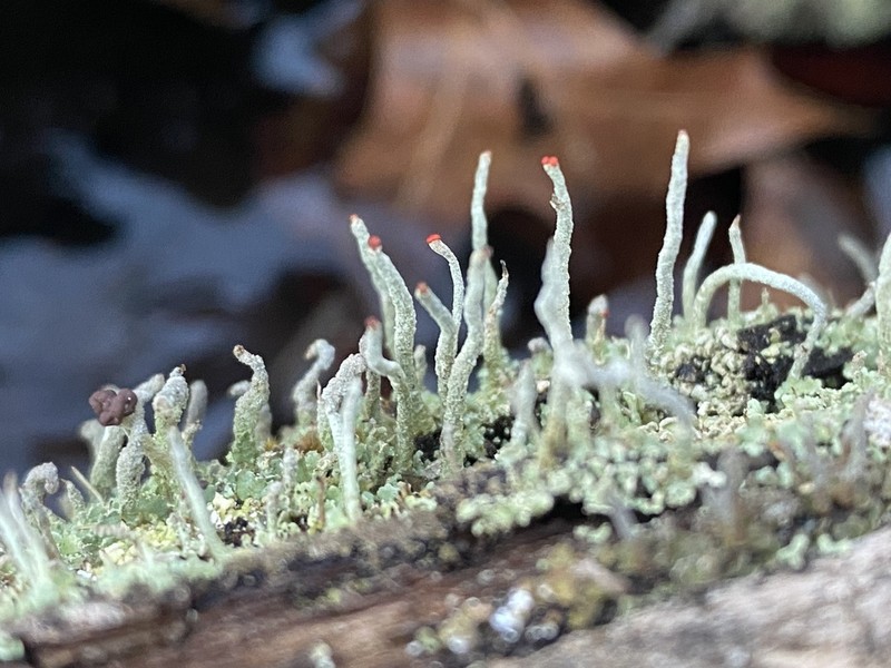 Cup Lichen