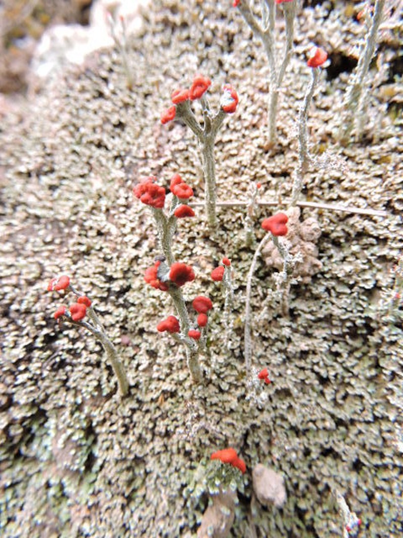 Cup Lichen photo 2