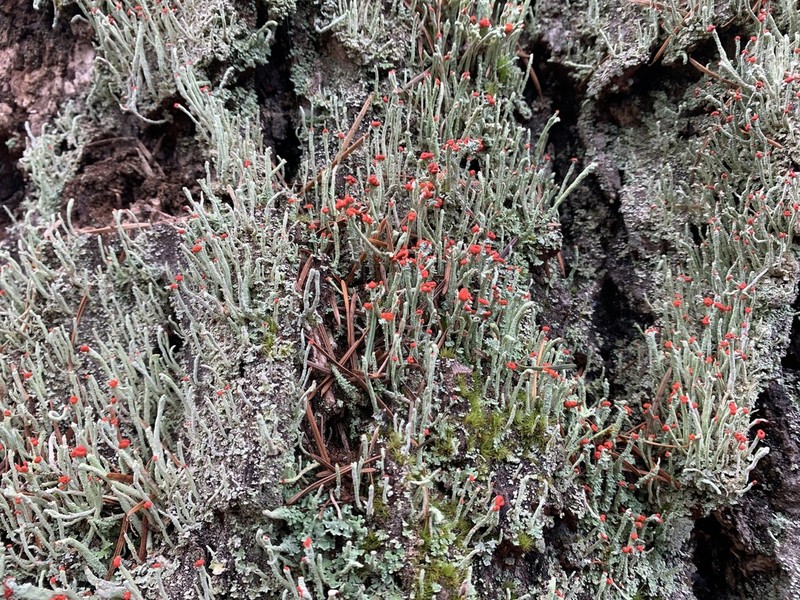 Cup Lichen photo 3