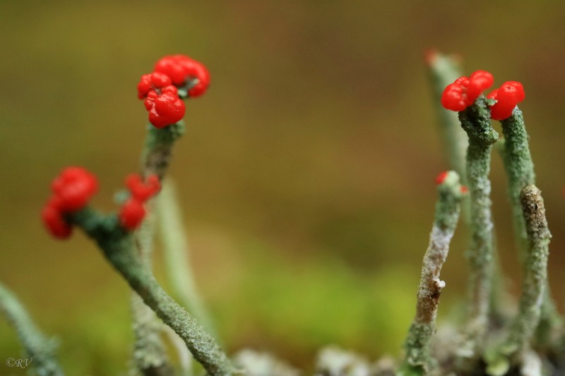 Cup Lichen photo 4