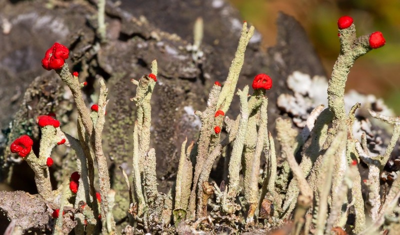 Cup Lichen photo 5