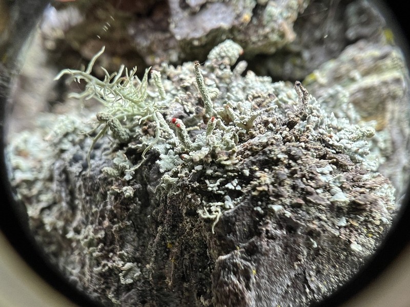 Cup Lichen photo 6