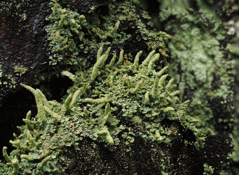 Cup Lichen photo 7