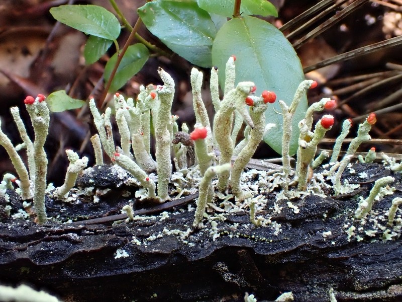 Cup Lichen photo 8